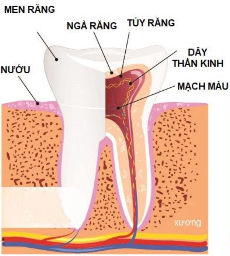 Tủy răng là mô mềm nằm trong không gian rỗng của răng, chứa dây thần kinh và mạch máu